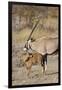 Oryx and young Etosha National Park, Namibia-Darrell Gulin-Framed Premium Photographic Print