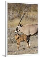 Oryx and young Etosha National Park, Namibia-Darrell Gulin-Framed Photographic Print