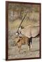 Oryx and young Etosha National Park, Namibia-Darrell Gulin-Framed Photographic Print