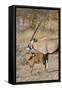 Oryx and young Etosha National Park, Namibia-Darrell Gulin-Framed Stretched Canvas
