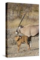 Oryx and young Etosha National Park, Namibia-Darrell Gulin-Stretched Canvas