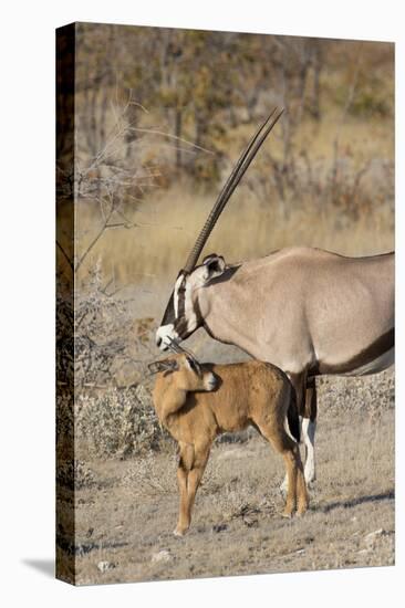 Oryx and young Etosha National Park, Namibia-Darrell Gulin-Stretched Canvas