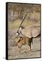 Oryx and young Etosha National Park, Namibia-Darrell Gulin-Framed Stretched Canvas