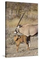 Oryx and young Etosha National Park, Namibia-Darrell Gulin-Stretched Canvas