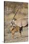 Oryx and young Etosha National Park, Namibia-Darrell Gulin-Stretched Canvas