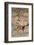 Oryx and young Etosha National Park, Namibia-Darrell Gulin-Framed Photographic Print