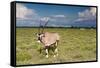 Oryx Antelope at Etosha National Park-Circumnavigation-Framed Stretched Canvas