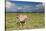 Oryx Antelope at Etosha National Park-Circumnavigation-Stretched Canvas