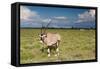 Oryx Antelope at Etosha National Park-Circumnavigation-Framed Stretched Canvas