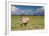 Oryx Antelope at Etosha National Park-Circumnavigation-Framed Photographic Print