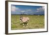 Oryx Antelope at Etosha National Park-Circumnavigation-Framed Photographic Print