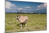 Oryx Antelope at Etosha National Park-Circumnavigation-Mounted Photographic Print
