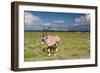 Oryx Antelope at Etosha National Park-Circumnavigation-Framed Photographic Print