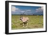 Oryx Antelope at Etosha National Park-Circumnavigation-Framed Photographic Print