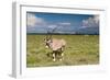 Oryx Antelope at Etosha National Park-Circumnavigation-Framed Photographic Print