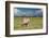 Oryx Antelope at Etosha National Park-Circumnavigation-Framed Photographic Print