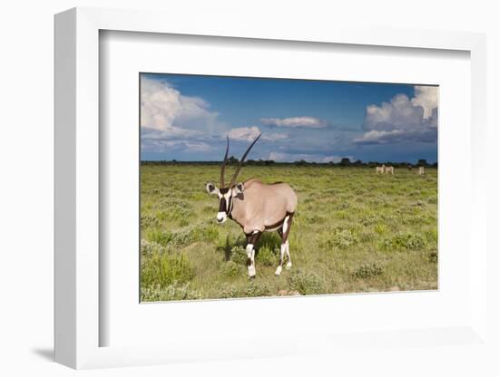 Oryx Antelope at Etosha National Park-Circumnavigation-Framed Photographic Print