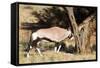 Oryx Antelope Hitting A Tree-Circumnavigation-Framed Stretched Canvas