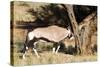 Oryx Antelope Hitting A Tree-Circumnavigation-Stretched Canvas