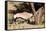 Oryx Antelope Hitting A Tree-Circumnavigation-Framed Stretched Canvas