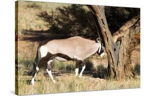 Oryx Antelope Hitting A Tree-Circumnavigation-Stretched Canvas