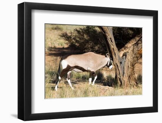 Oryx Antelope Hitting A Tree-Circumnavigation-Framed Photographic Print