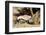 Oryx Antelope Hitting A Tree-Circumnavigation-Framed Photographic Print