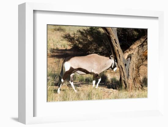 Oryx Antelope Hitting A Tree-Circumnavigation-Framed Photographic Print