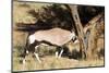 Oryx Antelope Hitting A Tree-Circumnavigation-Mounted Photographic Print