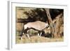 Oryx Antelope Hitting A Tree-Circumnavigation-Framed Photographic Print