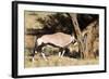 Oryx Antelope Hitting A Tree-Circumnavigation-Framed Photographic Print