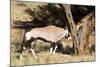 Oryx Antelope Hitting A Tree-Circumnavigation-Mounted Photographic Print