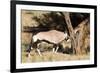 Oryx Antelope Hitting A Tree-Circumnavigation-Framed Photographic Print