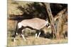 Oryx Antelope Hitting A Tree-Circumnavigation-Mounted Photographic Print
