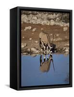 Oryx at Waterhole, Namibia, Africa-I Vanderharst-Framed Stretched Canvas