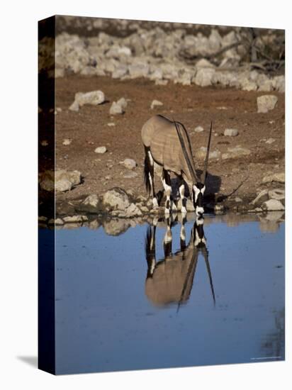 Oryx at Waterhole, Namibia, Africa-I Vanderharst-Stretched Canvas