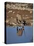 Oryx at Waterhole, Namibia, Africa-I Vanderharst-Stretched Canvas