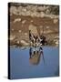 Oryx at Waterhole, Namibia, Africa-I Vanderharst-Stretched Canvas