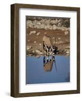 Oryx at Waterhole, Namibia, Africa-I Vanderharst-Framed Photographic Print