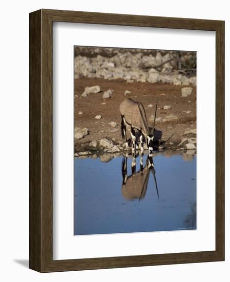 Oryx at Waterhole, Namibia, Africa-I Vanderharst-Framed Photographic Print