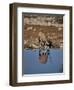 Oryx at Waterhole, Namibia, Africa-I Vanderharst-Framed Photographic Print