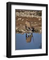 Oryx at Waterhole, Namibia, Africa-I Vanderharst-Framed Photographic Print