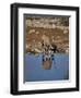 Oryx at Waterhole, Namibia, Africa-I Vanderharst-Framed Photographic Print