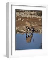 Oryx at Waterhole, Namibia, Africa-I Vanderharst-Framed Photographic Print