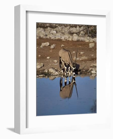 Oryx at Waterhole, Namibia, Africa-I Vanderharst-Framed Photographic Print