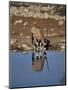 Oryx at Waterhole, Namibia, Africa-I Vanderharst-Mounted Photographic Print