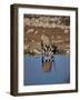 Oryx at Waterhole, Namibia, Africa-I Vanderharst-Framed Photographic Print