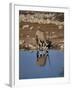 Oryx at Waterhole, Namibia, Africa-I Vanderharst-Framed Photographic Print