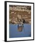 Oryx at Waterhole, Namibia, Africa-I Vanderharst-Framed Photographic Print