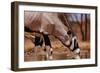 Oryx Drinking, Mount Etjo, 2019,-Eric Meyer-Framed Photographic Print